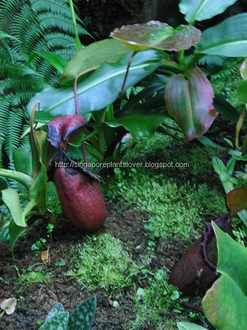 Pitcher plants